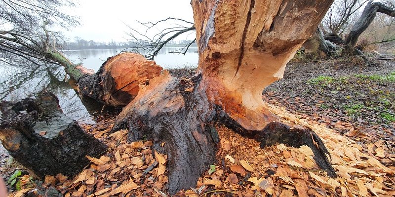 Wandeling over Trage Tocht Stevensweert bij beversporen