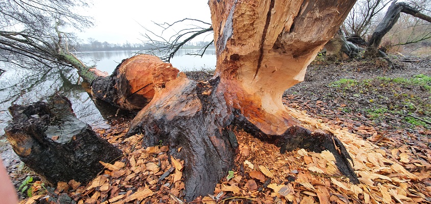 Wandeling over Trage Tocht Stevensweert bij beversporen