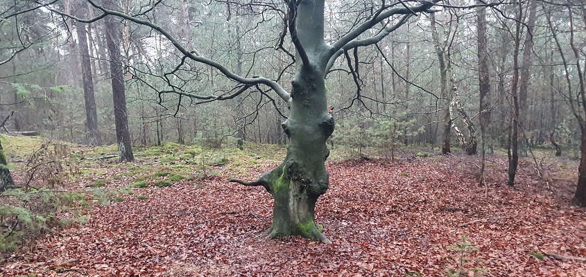 Wandeling over Trage Tocht Stippelberg