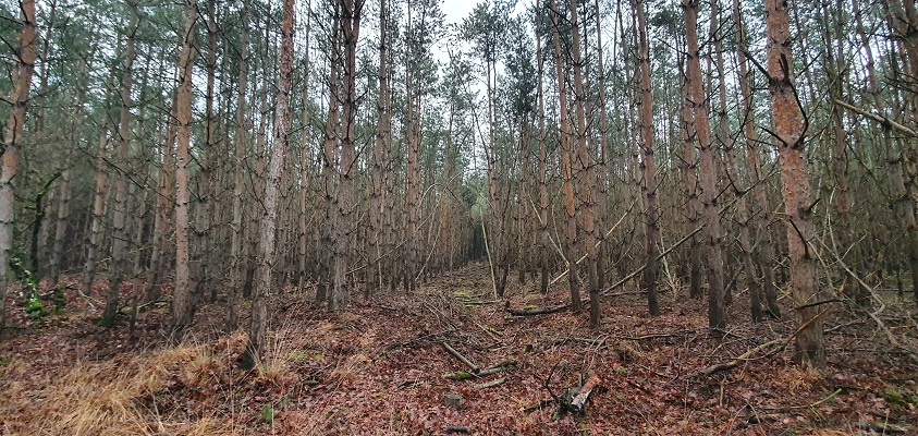 Wandeling over Trage Tocht Stippelberg
