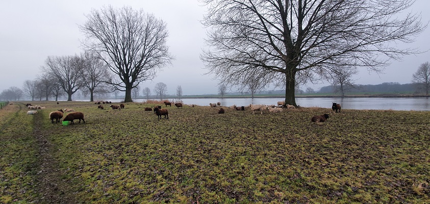 Wandeling over Trage Tocht Nederasselt