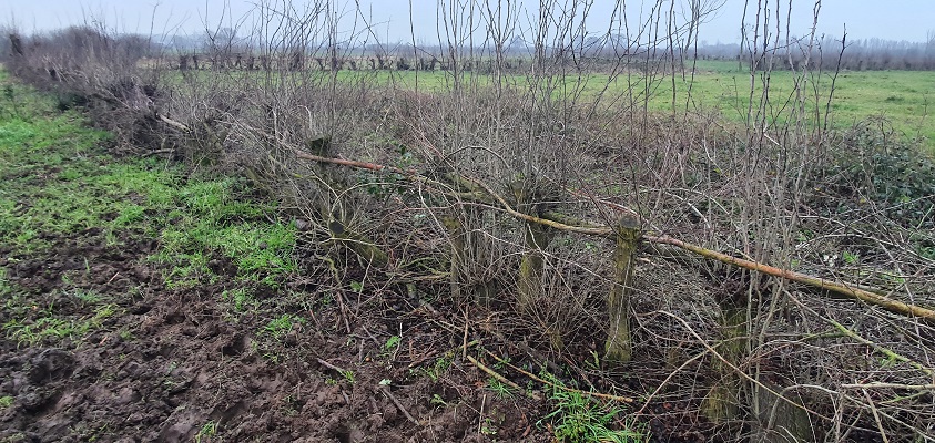 Wandeling over Trage Tocht Nederasselt bij de Maasheggen