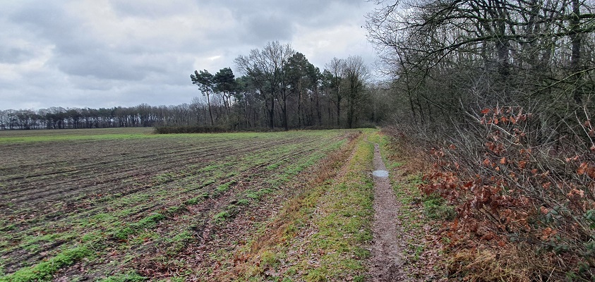 Wandeling over Turfstekerspad in America bij de Schadijksche Bosschen