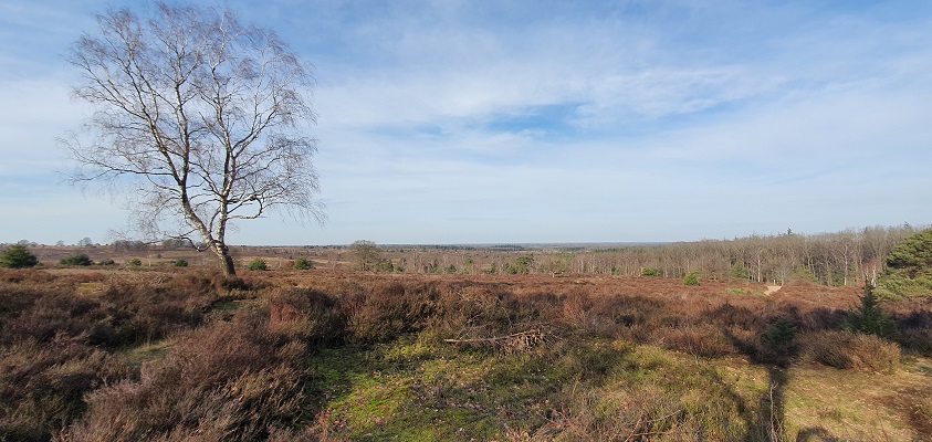 Wandeling over Trage Tocht Noetsele bij de Sallandse Heuvelrug