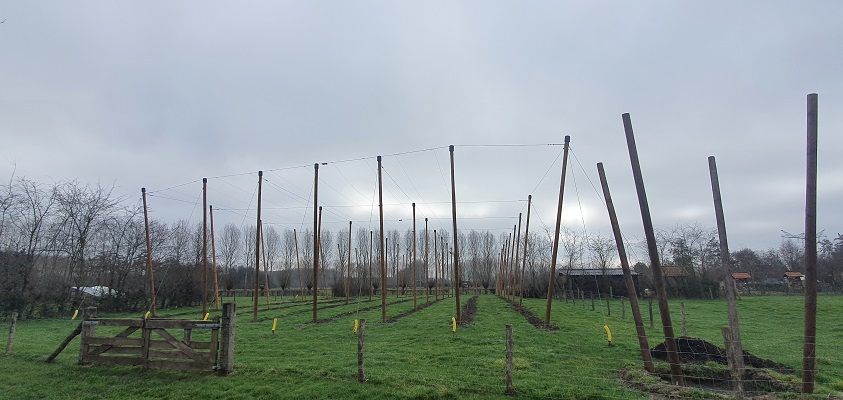 Wandeling over Trage Tocht Schijndel bok hopveld