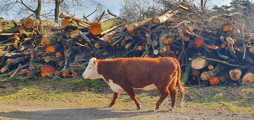Wandelen over de Twentse Wallen bij Herfordkoe op de Borkeld