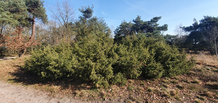 twentse-wallen-borkeld-9 Wandelen over de Twentse Wallen bij jenerverbessen op het Esenerveld