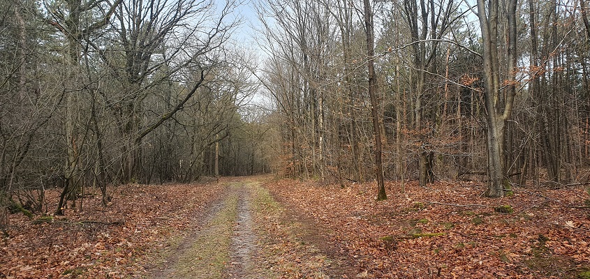 Wandelen in het Hart van Brabant rondom Alphen in de Alphense Bossen en Bergen