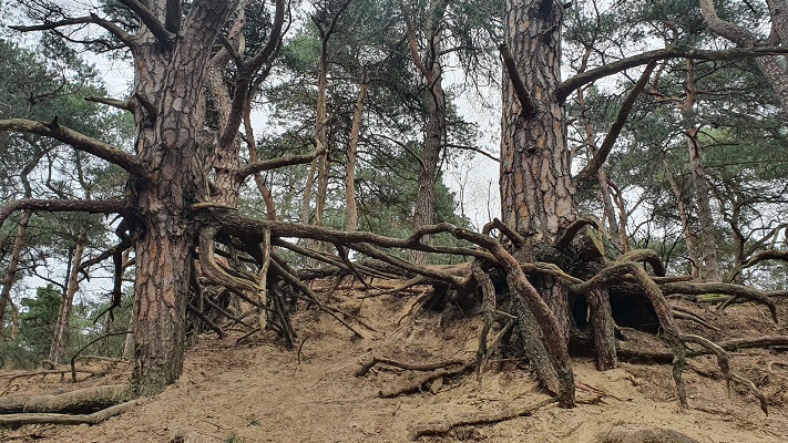 Wandeling over Trage Tocht Wekerom bij het Wekeromse Zand