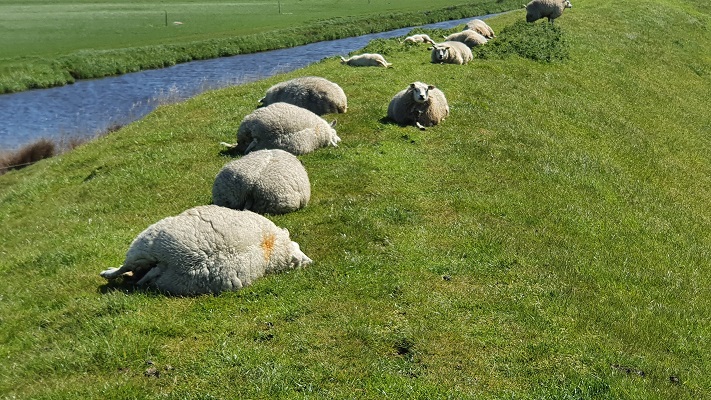 Wandeling van 't Horntje naar Oosterend op Texel bij schapen op oude dijk