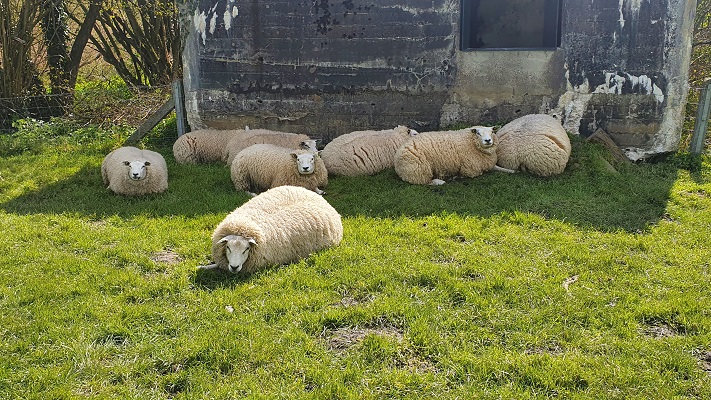 Wandeling bij Fort Asperen en Geofort van Lopen langs de Linies