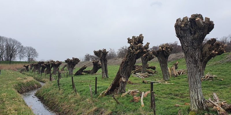 Biesboschpad in een rondje Drimmelen