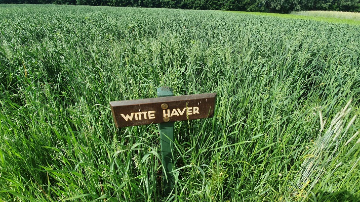 Wandeling over Ons Kloosterpad van Gemert naar Huize Padua