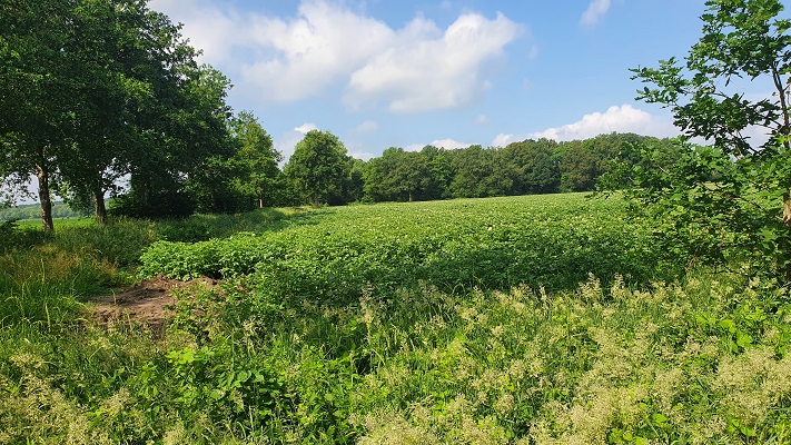 Wandeling over Ons Kloosterpad van Gemert naar Huize Padua