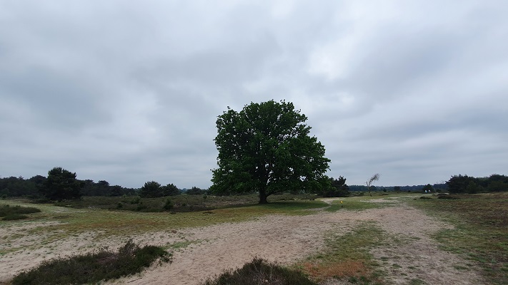 Wandeling over Ons Kloosterpad van Landhorst naar Boxmeer in de Staatsbossen