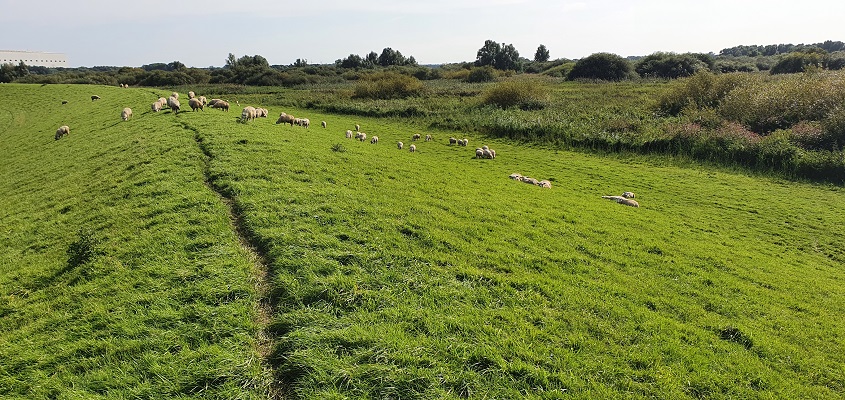 groot-frieslandpad-bellingwolde-papenburg-16 Wandeling over het Groot Frieslandpad van Bellingwolde naar Papenburg langs de dijk van de Ems