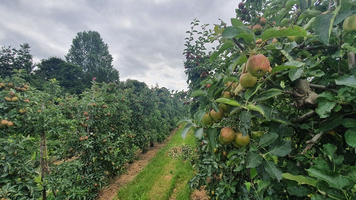Wandeling over Klompenpad Moas- en Wetteringpad in de boomgaarden