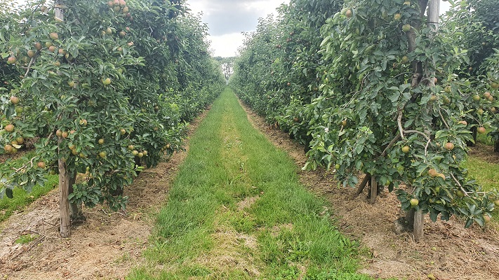 Wandeling over Klompenpad Moas- en Wetteringpad in de boomgaarden