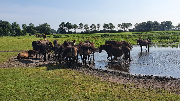 Wandeling van Aldtsjerk naar Burgum op Noardlike Fryske Walde in Bouwepet