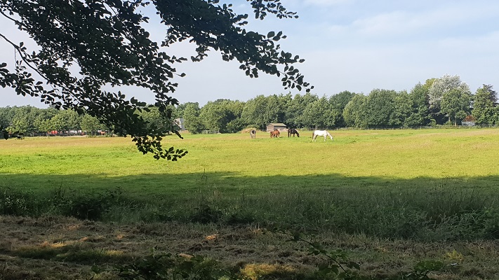 Wandeling van Aldtsjerk naar Burgum op Noardlike Fryske Walde in Gytsjerk