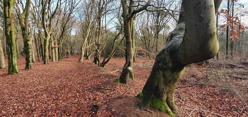 Wandeling over Trage Tocht Kwintelooijen bij Remmerstein