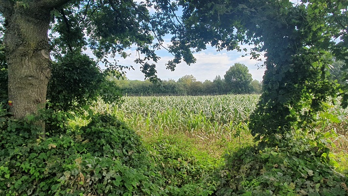 Wandeling door Maasheggengebied over Trage Tocht Sambeek