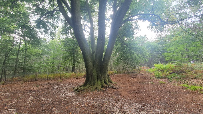Trage Tocht Milsbeek in het Reichswald