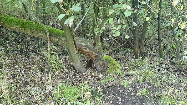 Wandeling over Trage Tocht Heibloem bij de Neerpeelbeek