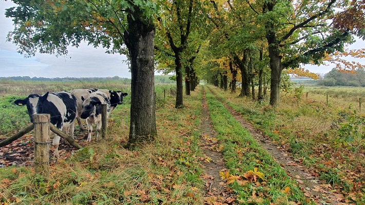 Wandeling over Trage Tocht Heibloem bij de Moost