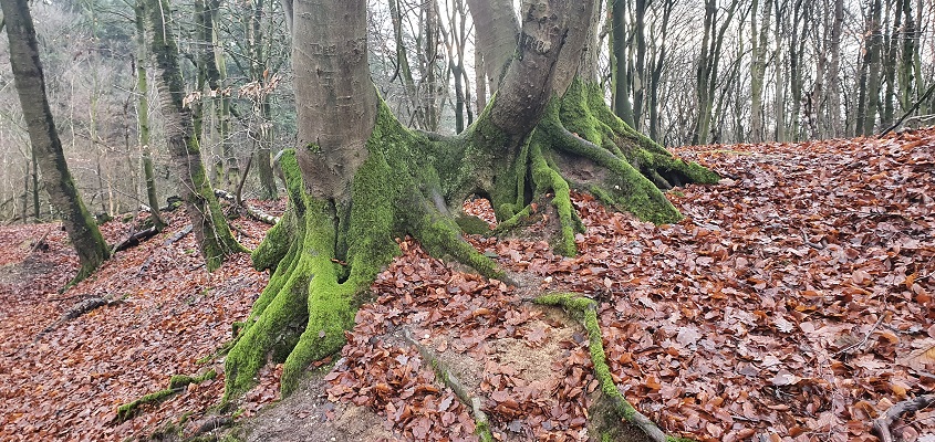 Wandeling over Trage Tocht Plasmolen