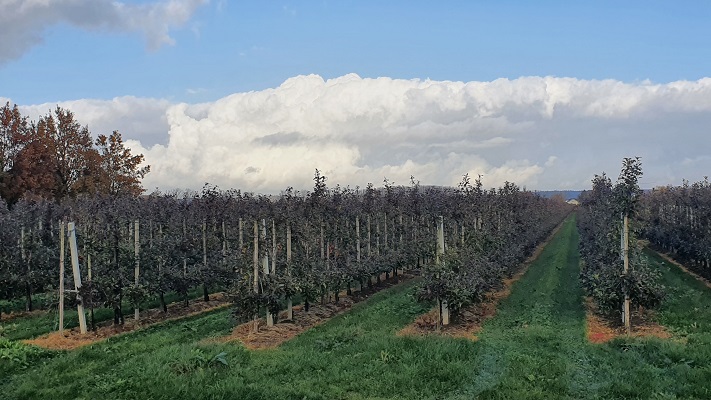 Wandeling over het Betuwepad van Eck en Wiel naar Lienden bij een fruitboomgaard