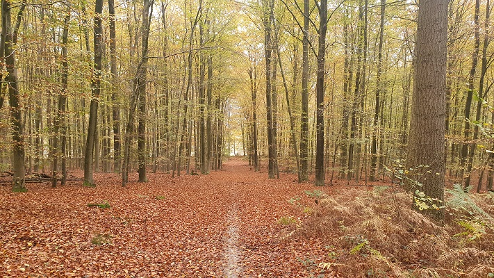 Wandeling over Trage Tocht Kranenburg in het Reichswald