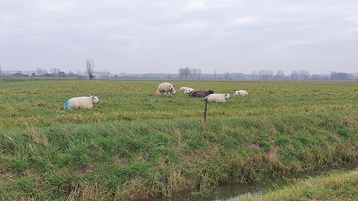 Wandeling over het Grenslandpad in Zeeuws-Vlaanderen