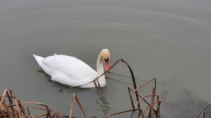 Wandeling KANkorter Arnhem Waterrijk bij een zwaan in de Rijkerswoerdse Plassen
