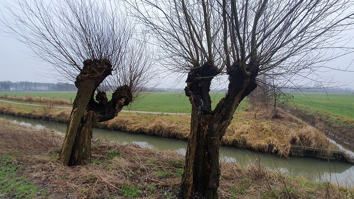 Wandeling KANkorter Arnhem Waterrijk bij oude knotwilgen