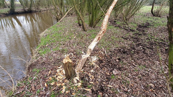 Trage Tocht Lennisheuvel bij de Kleine Aa