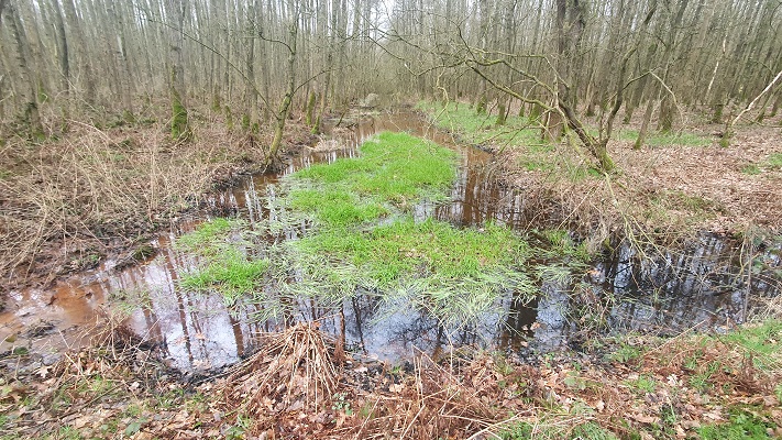 Grenswandeling Mariahof in het bosreservaat Grootbroek