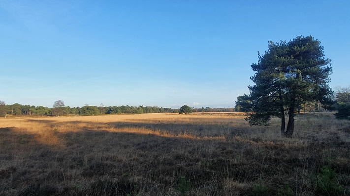 Wandeling over smokkelpaden bij Strijbeek over de Strijbeekse Heide