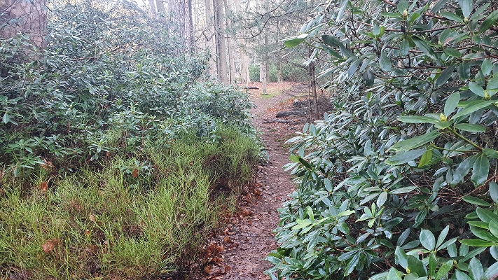 Wandeling over smokkelpaden bij rododendrons bij Strijbeek