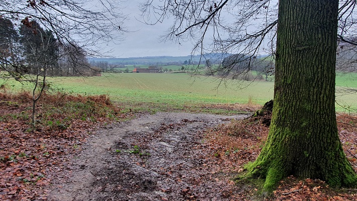 Wandeling over Trage Tocht Holset in het Vijlenerbos