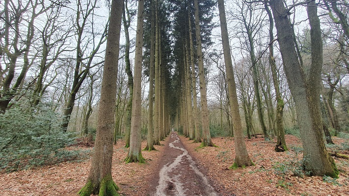 Wandeling over Trage Tocht Holset in het Vijlenerbos