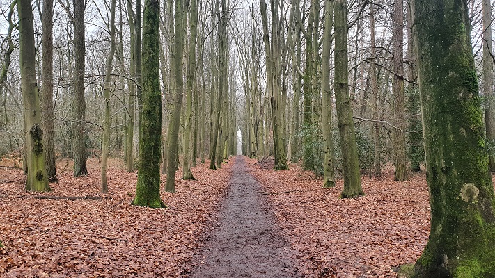 Wandeling over Trage Tocht Holset in het Vijlenerbos