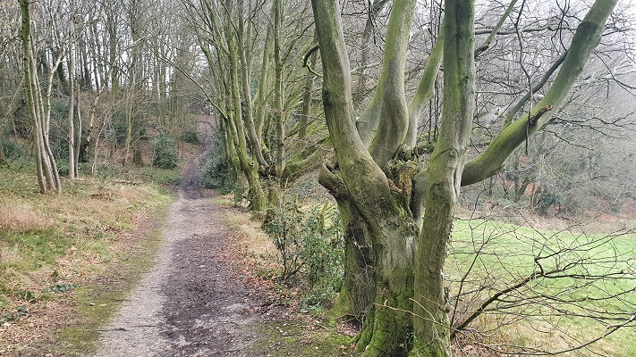 Wandeling over Trage Tocht Holset in het Vijlenerbos