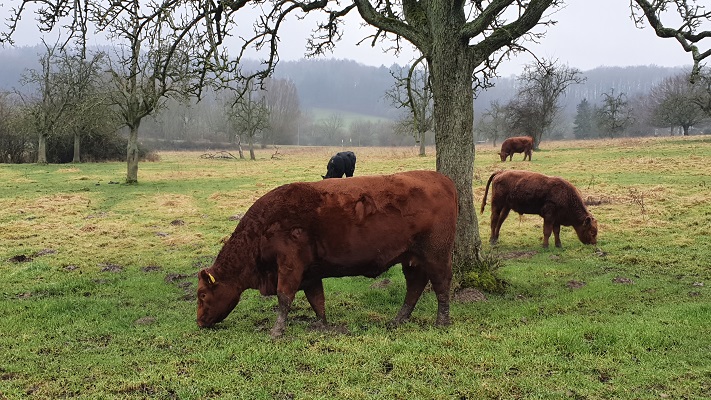 Wandeling over Trage Tocht Holset bij Schotse Hooglanders bij de Zieversbeek
