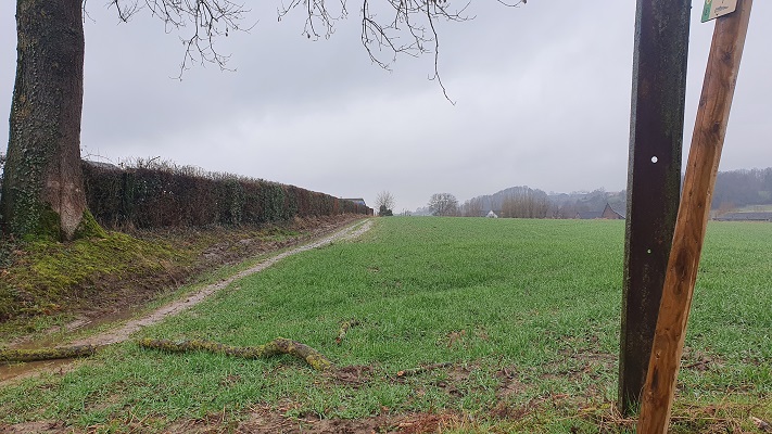 Wijnwandeling Vijlen