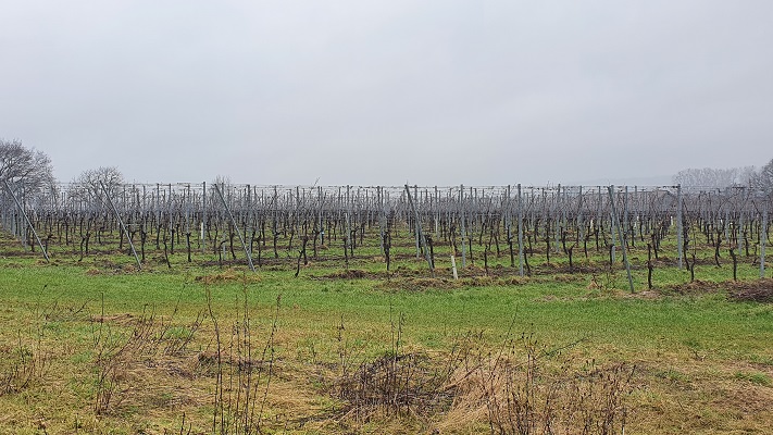 Wijnwandeling Vijlen