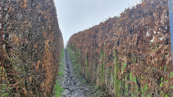 Wijnwandeling Vijlen