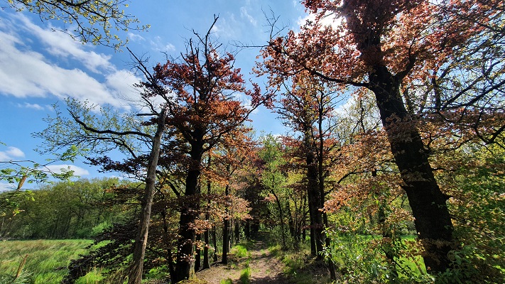 Wandeling over Trage Tocht Achtmaal bij landgoed Wallsteijn