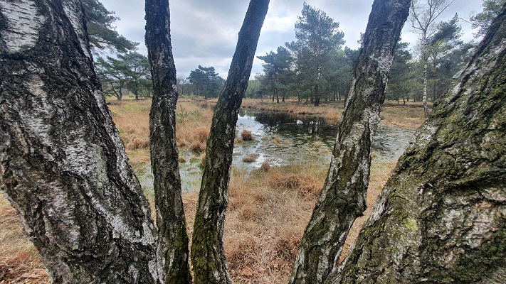 Wandeling over Trage Tocht Lomm bij de Ravenvennen