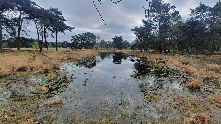 Wandeling over Trage Tocht Lomm bij de Ravenvennen